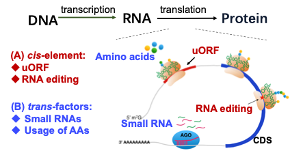 Fig. 1. Evolution and function of the cis-acting and trans-acting elements in translational regulation.